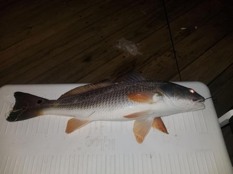 Paradise Lagoon*Bayhouse Fishing*Beach*Dogfriendly Galveston Eksteriør billede